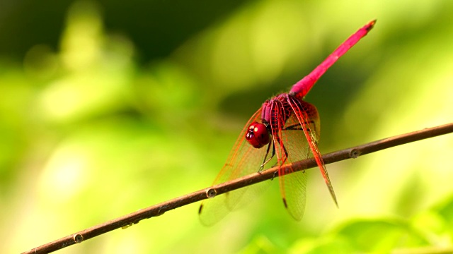 4k红色的蜻蜓特写野生动物，大眼睛是五颜六色的，绿色的背景在花园里。视频素材