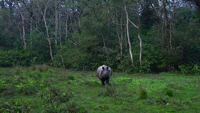 印度犀牛，皇家奇旺国家公园，尼泊尔，亚洲视频下载