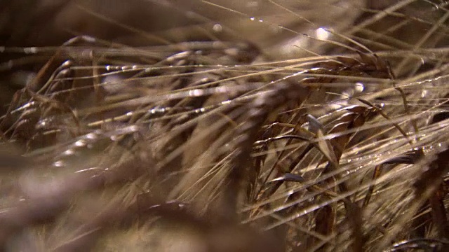 上图是上法国索姆地区有芒小麦植株顶部的特写。视频下载