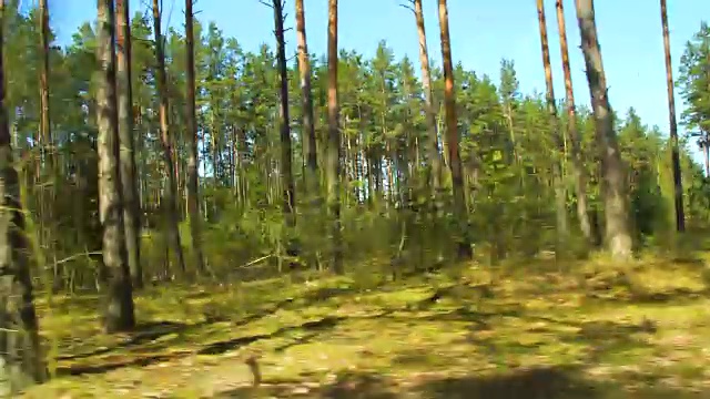 森林透过车窗视频素材