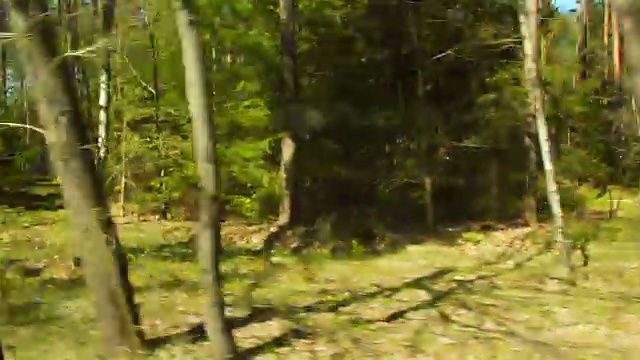 森林透过车窗视频素材
