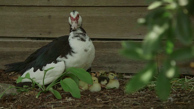 鸭子和小鸭子在花园里视频素材