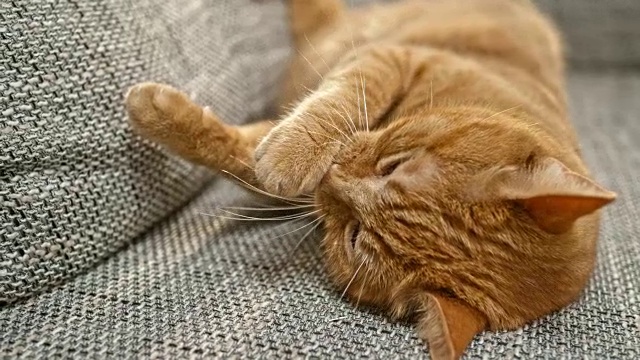 SLO MO橙色虎斑猫躺在沙发上舔爪子视频素材