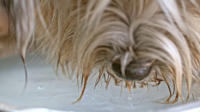长毛狗用碗喝水视频素材
