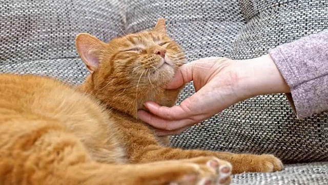 SLO MO橙色虎斑猫躺在沙发上享受被宠物的乐趣视频素材