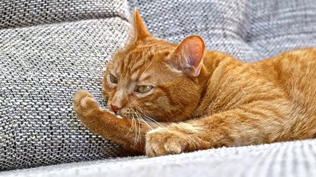 SLO MO橙色虎斑猫在沙发上舔爪子视频素材