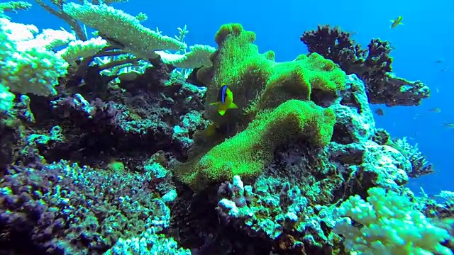 一个热带岛屿的珊瑚礁的水下视图。视频下载