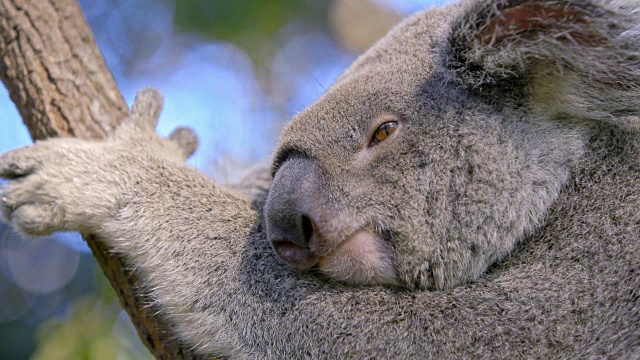 这是澳大利亚东部一棵树上打盹的考拉视频素材