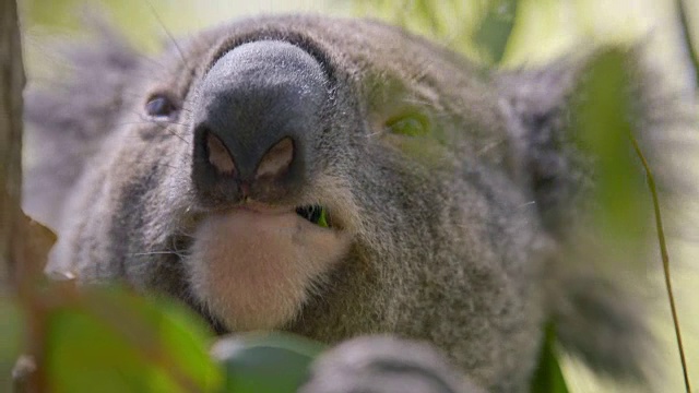 在澳大利亚东部，一只考拉在咀嚼桉树的叶子视频素材