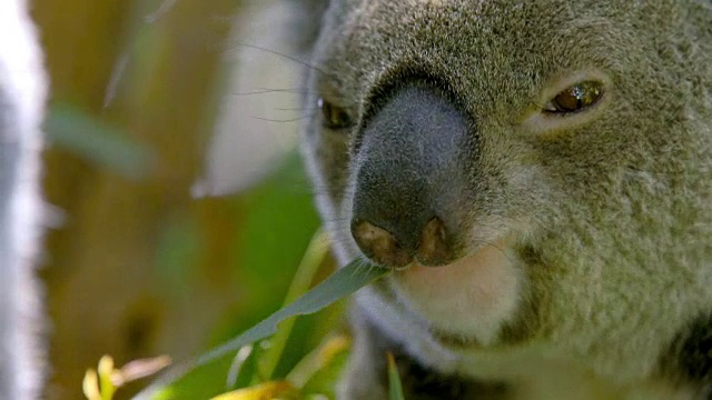 在澳大利亚东部，一只考拉在咀嚼桉树的叶子视频素材
