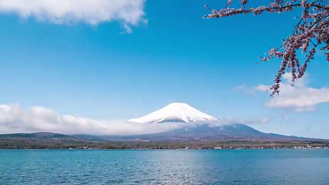 山中湖的富士山，蓝天映衬下的樱花视频下载