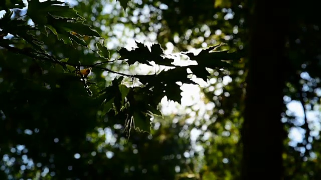 透过树叶看到的阳光视频下载