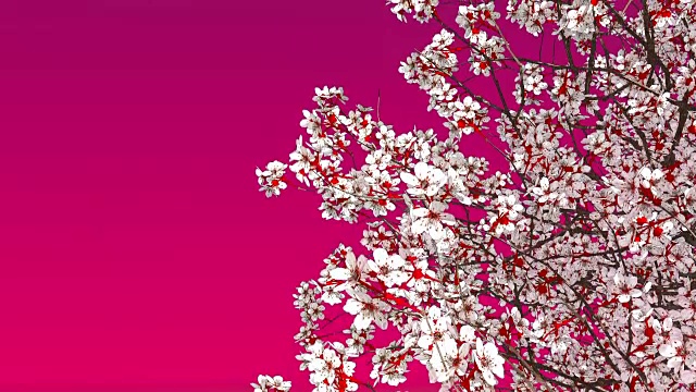 盛开的樱花树在纯粉红色的背景视频下载