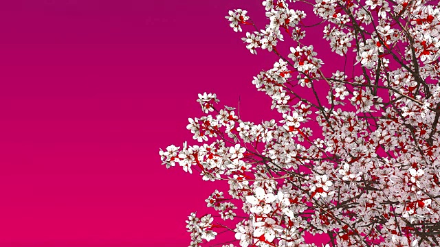 樱花盛开在复制空间粉红色的背景视频下载