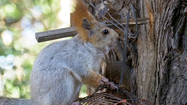 红松鼠坐在树干上吃坚果视频素材