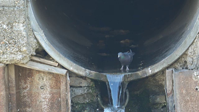 鸽子在管道里，污水污染了河流视频素材