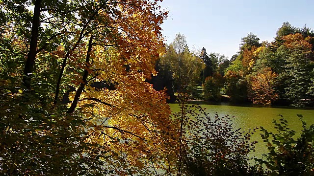 湖岸边的秋叶视频素材