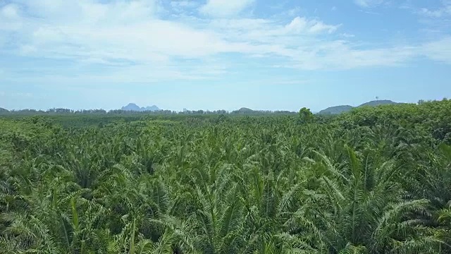 天线:无数棕榈树的树冠在柔和的夏日风中左右摇摆视频素材