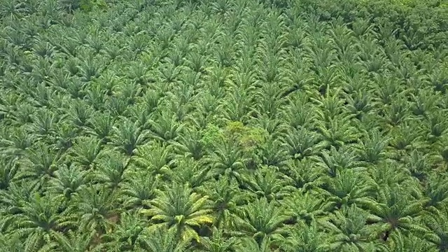 航拍:在泰国棕榈油农场附近密集种植的棕榈树上飞行。视频素材