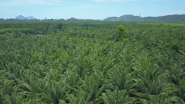 航拍:远离棕榈油种植园，展现美丽的异国风景。视频素材