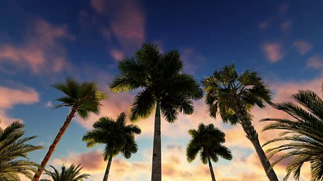 热带棕榈岛屿视频下载