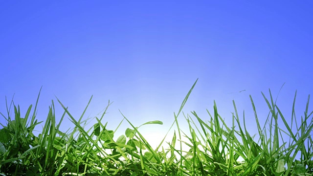 绿草和日出，阳光在草后面。在晴朗的天空为你的文本复制空间。视频下载