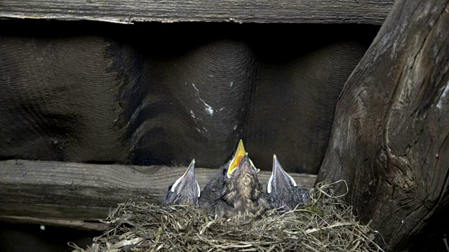 欧亚黑鸟，Turdus merula，与幼鸟在巢中，喂养和卫生视频下载