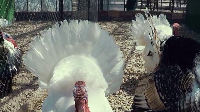 农场围栏里的白色火鸡视频素材