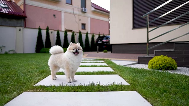 一只白色奶油色的狗在后院草地上的瓷砖上奔跑。视频素材