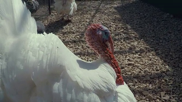 农场露天笼子里的白色火鸡和珍珠鸡视频素材
