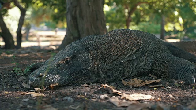 科莫多龙在野外的树下休息的特写视频素材
