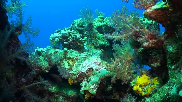 鱼的学校水下背景海洋景观在红海。视频素材