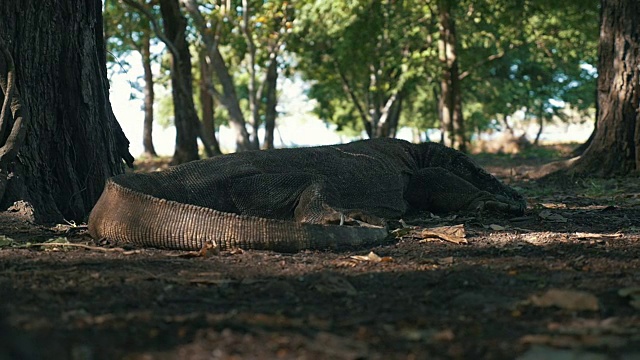 多莉拍摄的科莫多龙睡在树包围的野外视频素材