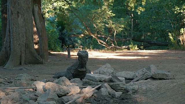 在丛林中的科莫多龙在一个水坑多莉从树后拍摄视频素材