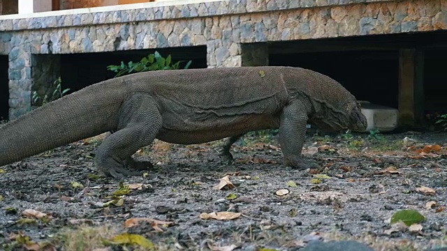 科莫多巨蜥离开镜头视频素材