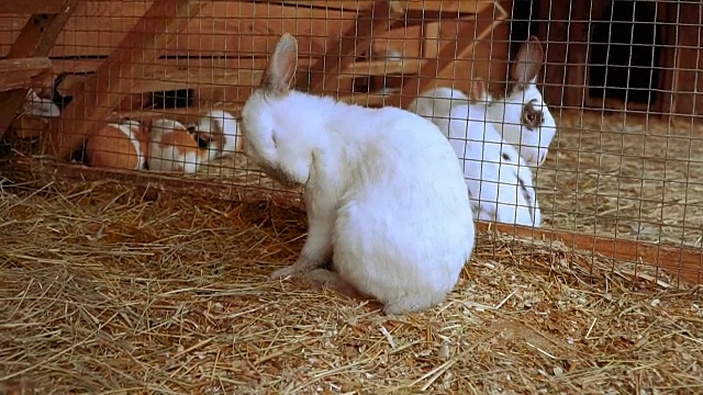 兔子。兔子在睡觉视频素材