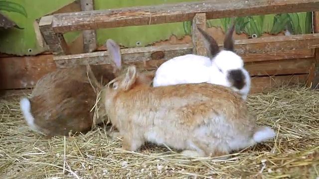 兔子。兔子在睡觉视频素材