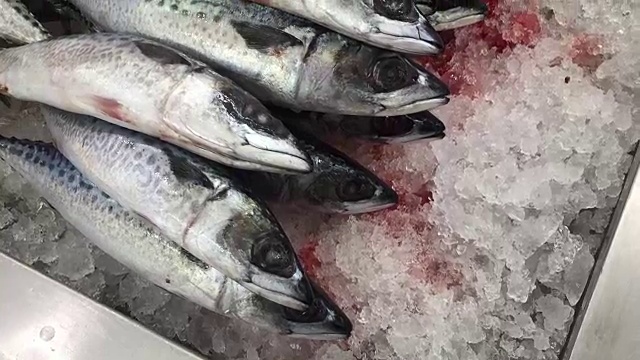 冰上鲜鱼视频下载