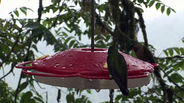 加拉帕戈斯群岛上的几维鸟从一种特殊的红色食饵中摄取花蜜。视频下载