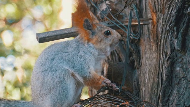 红松鼠坐在树干上吃坚果视频素材