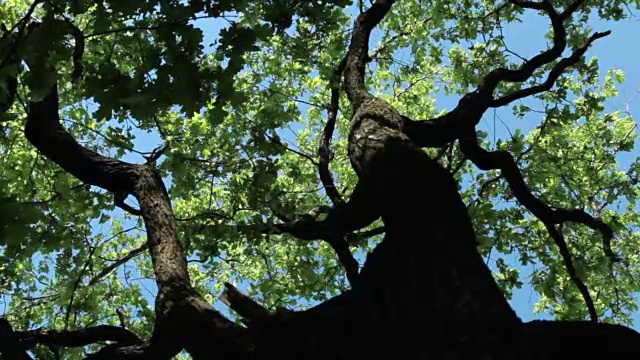 在一个阳光明媚、刮风的日子，抬头看看橡树的树冠视频素材