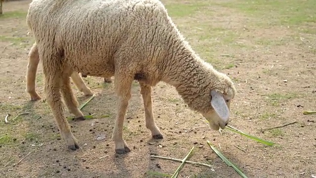 4羊吃草视频素材