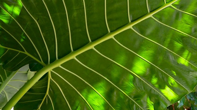 异国情调的绿色植物的慢镜头视频素材