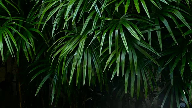 明亮多汁异国情调的热带绿色丛林森林赤道气候视频素材