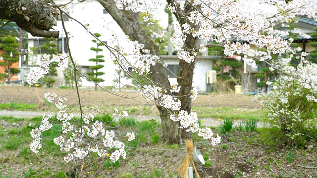 樱花迎风摇曳在大野八井村，慢镜头拍摄视频素材