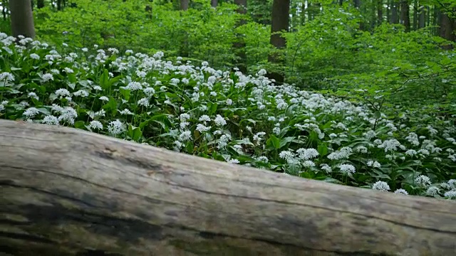 小的白色花在森林边缘视频素材