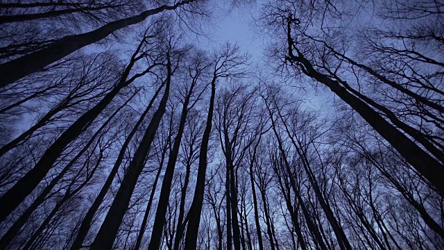 黄昏时分，光秃秃的树木耸立在森林地面上视频素材