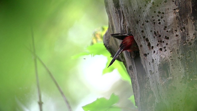 大斑点啄木鸟在树洞筑巢视频素材