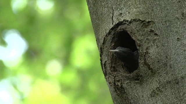 黑啄木鸟(森林鸟)的头从树洞视频下载