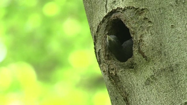 黑啄木鸟吃树洞周围的昆虫视频素材